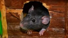 Ako sa zbaviť hlodavcov v pivnici?